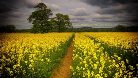 * Yellow field * - flowers, field, yellow, nature