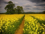 * Yellow field *