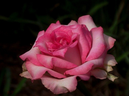 Pink Rose - nature, beauty, pink, rose, flower