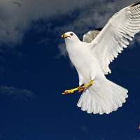 Seagull