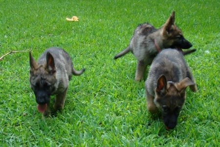 shepherd pups - in, grass, the, green