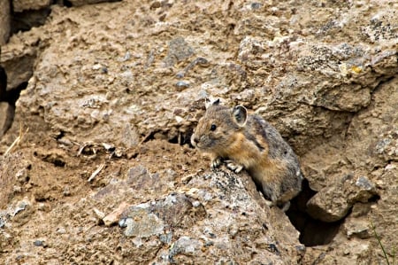 mountain pica - north, american, camouflaged, little