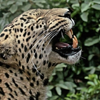 Persian leopard