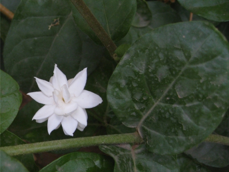 Lily - white, leaves, water, plant