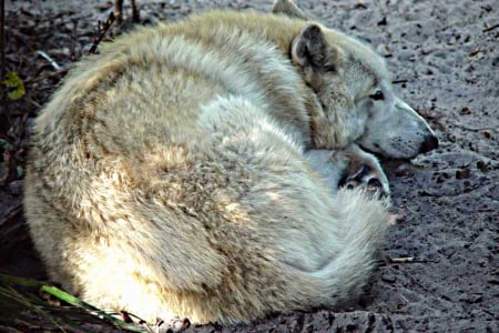 Naptime - white, wolf, toboe, sleeps