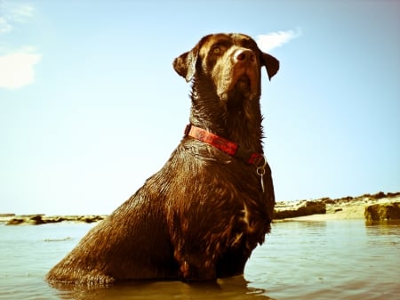 At the beach - chocolate, in, water, labrador