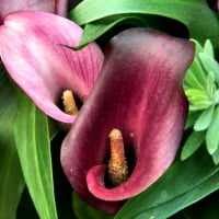 Red Calla Lilies 