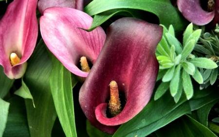 Red Calla Lilies  - flower, nevada, beauty, photo, love, romance, las vegas, usa, bellagio, calla lily, photography, floral