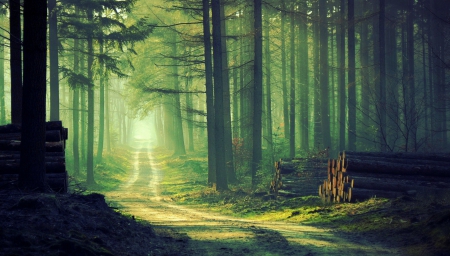 A Forest Walk - morning mist, trees, forest, magical light, beautiful, mystical semidarkness, trunk, road