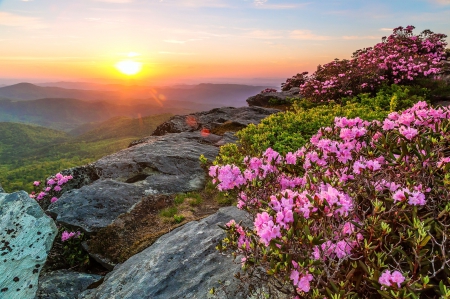 Flowered Sunrise - sky, pink, beautiful, flowers, mountains, grass, sunrise