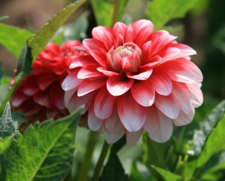 Dahlia Bloom - flowers, nature, green, dahlia, leaves