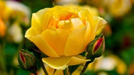 Yellow Rose - nature, buds, close-up, flowers, rose, spring