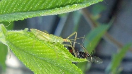 Assassin Bug 3 - lunch, cool, sick, bug, assassin bug, sweet, assassin, green