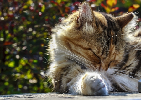 Cat - paws, face, pretty, cute, animals, beautiful, cat, sleeping, kitty, cats, kitten, hat, lovely, cat face