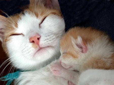 Cats - hat, pretty, cat face, beautiful, lovely, paws, cat, kitten, cute, cats, face, sleeping, animals, kitty