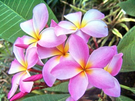 Plumeria Rubra - splendor, flowers, pink, plumeria