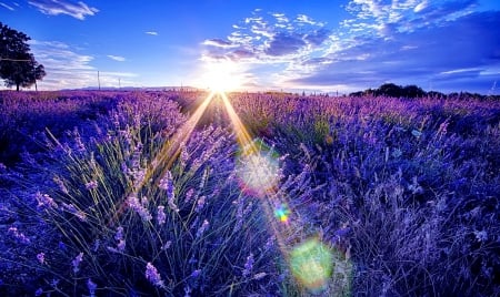 Sunny morrning shine on the lavender - sky, fragrance, sun, field, shine, pretty, clouds, scent, lavender, morning, rays, sunlight, light, lovely, glow, beautiful, blue, sunrise