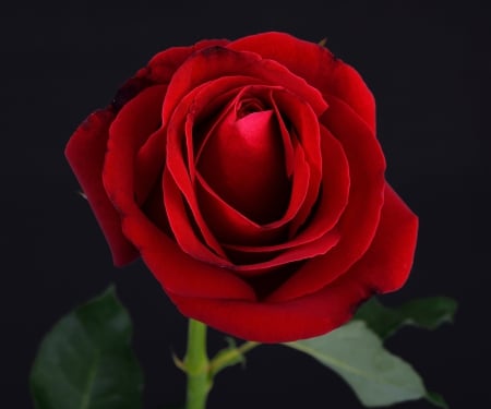 â™¥Red Roseâ™¥ - black, rose, flower, red