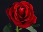 â™¥Red Roseâ™¥