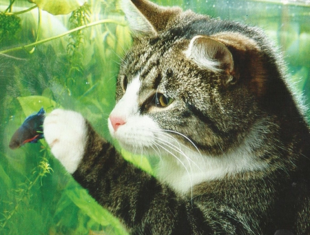 Cat - cute, grass, paws, cat