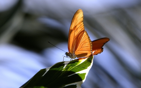 Butterfly - beautiful, orange, butterfly, water