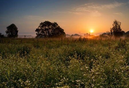 Sunset - fields, trees, cool, sunset