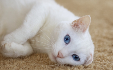 â™¥ - white, animal, cat, blue, eyes