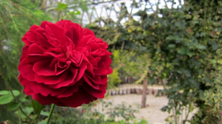 Red flower - park, flower, red, beautiful