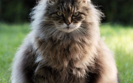 My name is Fluffy - cat, animal, cute, fluffy