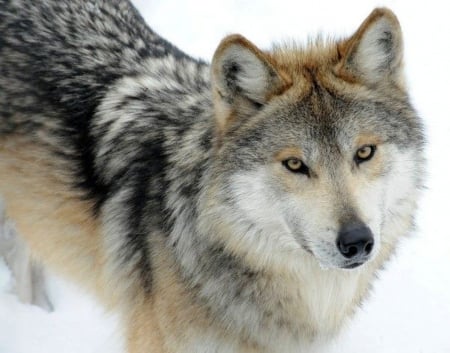 I AM WOLF - nature, wolf, animals, snow