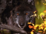 BLACK WOLF BEAUTIFUL EYES