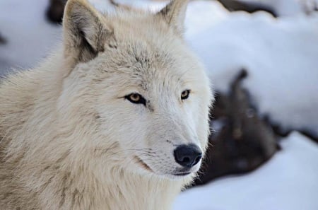 WHITE WOLF - wolf, white, nature, animals, snow