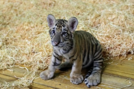 Tiger - hat, pretty, cat face, beautiful, lovely, paws, cat, kitten, cute, cats, face, sleeping, animals, kitty