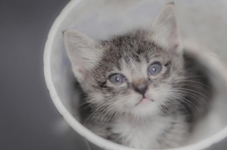 Cat - hat, pretty, cat face, beautiful, lovely, paws, cat, kitten, cute, cats, face, sleeping, animals, kitty