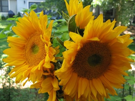 sunflowers - nature, farm, flowers, france