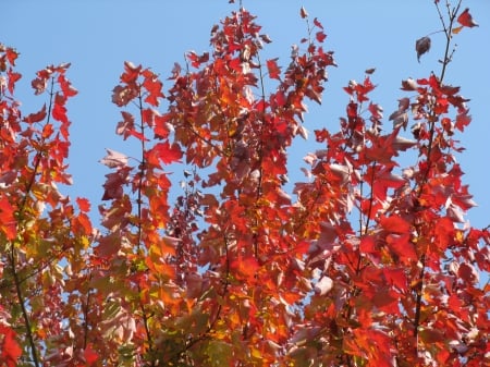 autumn tree - nature, tree, New Jersey, autumn