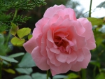 Sylvette's rose