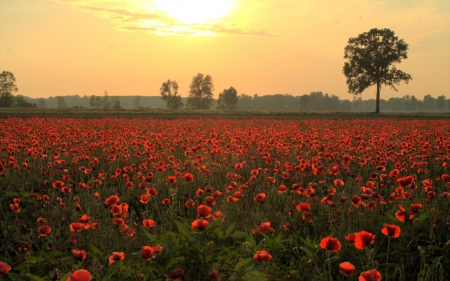 Field of poppies - red, poppies, flowers, field, wild, nature