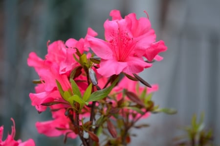 Spring Blossom - spring flowers, pink flowers, spring blossom, red flowers