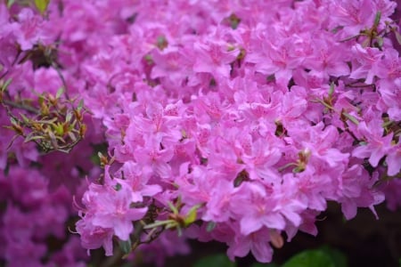 Purple Blossom - spring flowers, purple blossom, spring bloom, purple flowers