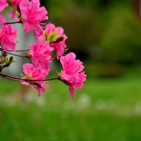 Scenic Spring Blossom