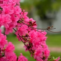 Pink Spring Scene