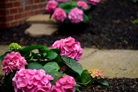 Pink Springtime - spring flowers, roses, Pink Springtime, springtime, pink flowers