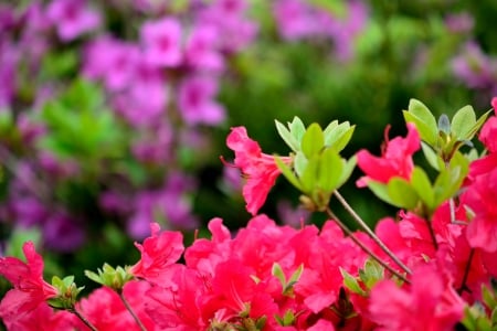 Beautiful Spring - beautiful spring, red flowers, scenic spring, spring flowers, purple flowers