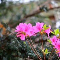 Pink Blossom