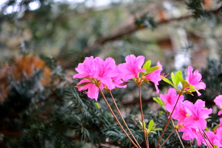 Pink Blossom - spring flowers, pink, pink blossom, pink flowers