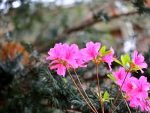 Pink Blossom