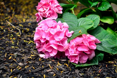 Pink Blossoms - pink blossom, Pink Blossoms, pink flowers, pink