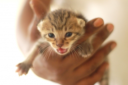 Cat - hat, pretty, cat face, beautiful, lovely, paws, cat, kitten, cute, cats, face, sleeping, animals, kitty