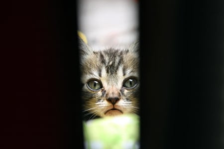 Cat - hat, pretty, cat face, beautiful, lovely, paws, cat, kitten, cute, cats, face, sleeping, animals, kitty